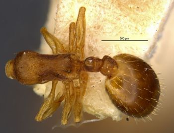 Media type: image;   Entomology 21035 Aspect: habitus dorsal